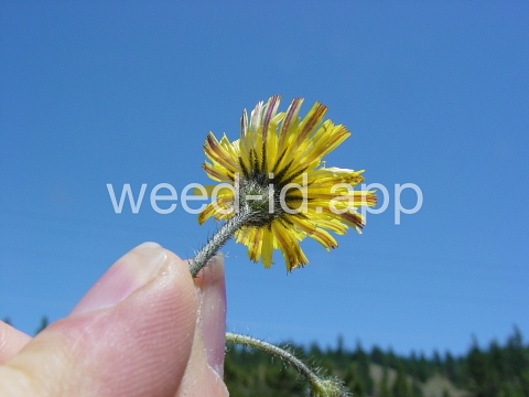 hawkweed, mouseear